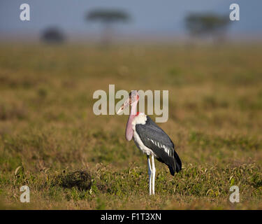 Marabou Storch (Leptoptilos Crumeniferus), Ngorongoro Conservation Area, UNESCO-Weltkulturerbe, Serengeti, Tansania Stockfoto