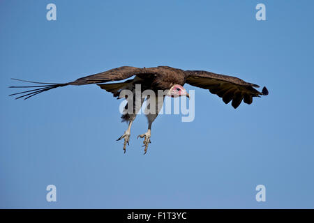 Mit Kapuze Geier (Necrosyrtes Monachus) während des Fluges am Ansatz bis zur Landung, Ngorongoro Conservation Area, Serengeti, Tansania Stockfoto