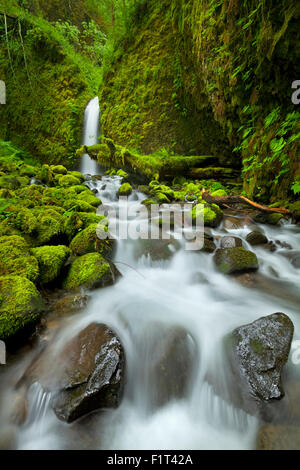 Ein schwer zu erreichende und entfernten Wasserfall im Hinterland von der Columbia River Gorge, Oregon, USA. Stockfoto