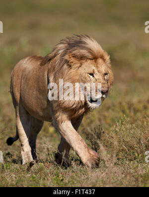 Löwe (Panthera Leo), Ngorongoro Conservation Area, UNESCO-Weltkulturerbe, Serengeti, Tansania, Ostafrika, Afrika Stockfoto