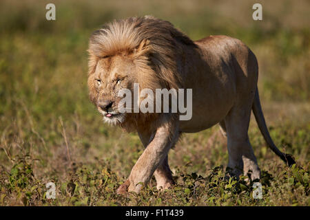 Löwe (Panthera Leo), Ngorongoro Conservation Area, UNESCO-Weltkulturerbe, Serengeti, Tansania, Ostafrika, Afrika Stockfoto