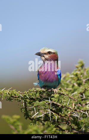 Lilac-breasted Roller (Coracias Caudata), Ngorongoro Conservation Area, UNESCO-Weltkulturerbe, Serengeti, Tansania Stockfoto
