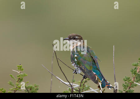 Diederik Kuckuck (Chrysococcyx Caprius), Männlich, UNESCO-Weltkulturerbe, Ngorongoro Conservation Area, Serengeti, Tansania Stockfoto