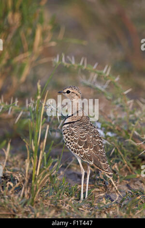 Zwei-banded Renner (Doppel-banded Renner) (Rhinoptilus Africanus), Ngorongoro Conservation Area, UNESCO, Serengeti, Tansania Stockfoto