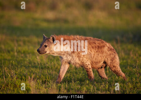 Hyäne (gefleckte zerbeissen) entdeckt (Crocuta Crocuta), Ngorongoro Conservation Area, UNESCO-Weltkulturerbe, Serengeti, Tansania Stockfoto