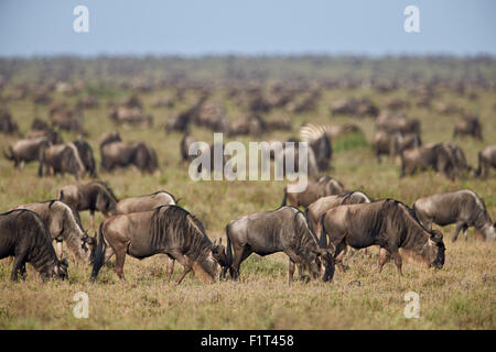 Streifengnu (gestromt Gnu) (Connochaetes Taurinus) Herde, UNESCO, Ngorongoro Conservation Area, Serengeti, Tansania Stockfoto