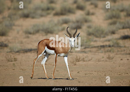 Springbock (Antidorcas Marsupialis) Bock, Kgalagadi Transfrontier Park, Südafrika Stockfoto