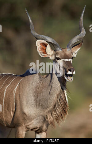 Große Kudu (Tragelaphus Strepsiceros) Bock mit geöffnetem Mund, Kgalagadi Transfrontier Park, Südafrika Stockfoto