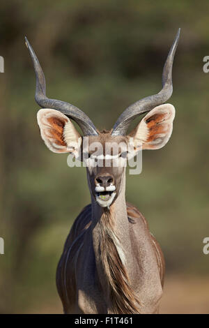 Große Kudu (Tragelaphus Strepsiceros) Bock mit geöffnetem Mund, Kgalagadi Transfrontier Park, Südafrika Stockfoto