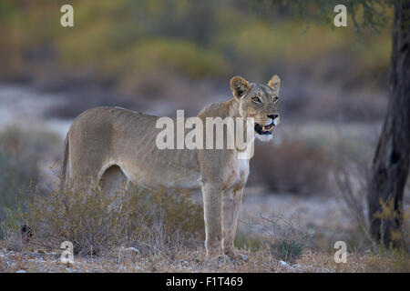 Löwin (Panthera Leo), Kgalagadi Transfrontier Park umfasst das ehemalige Kalahari Gemsbok National Park in Südafrika Stockfoto