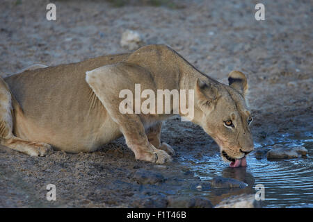 Löwin (Panthera Leo), Kgalagadi Transfrontier Park umfasst das ehemalige Kalahari Gemsbok National Park in Südafrika Stockfoto