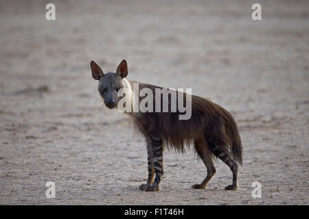 Braune Hyäne (zerbeissen Brunnea) (ehemals Parahyaena Brunnea), Kgalagadi Transfrontier Park, Südafrika Stockfoto