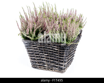 Weidenkorb mit Blumenstrauß Heather erschossen auf weißem Hintergrund Stockfoto