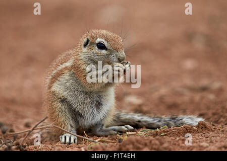 Young-Kap-Borstenhörnchen (Xerus Inauris) Essen, Kgalagadi Transfrontier Park, Südafrika Stockfoto