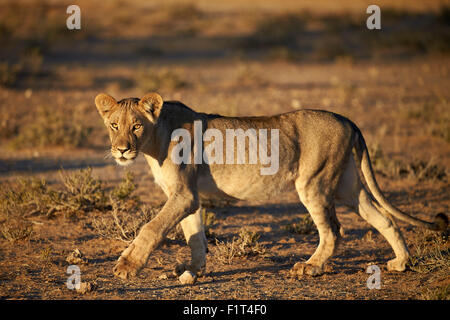 Löwe (Panthera Leo), unreif, Kgalagadi Transfrontier Park umfasst das ehemalige Kalahari Gemsbok National Park in Südafrika Stockfoto