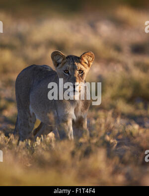 Löwe (Panthera Leo), unreif, Kgalagadi Transfrontier Park umfasst das ehemalige Kalahari Gemsbok National Park in Südafrika Stockfoto