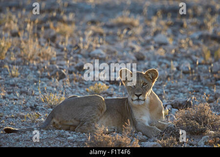 Löwe (Panthera Leo), unreif, Kgalagadi Transfrontier Park umfasst das ehemalige Kalahari Gemsbok National Park in Südafrika Stockfoto