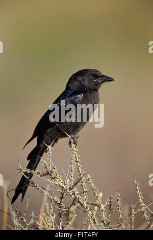 Gabel-tailed Drongo (Dicrurus Adsimilis), Kgalagadi Transfrontier Park, Südafrika Stockfoto