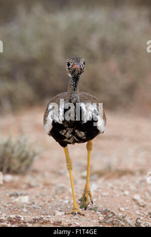 Nördlichen schwarzen Korhaan (Eupodotis Afraoides), unreif männlich, Kgalagadi Transfrontier Park, Südafrika Stockfoto