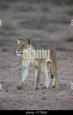 Löwin (Panthera Leo), Kgalagadi Transfrontier Park umfasst das ehemalige Kalahari Gemsbok National Park in Südafrika Stockfoto