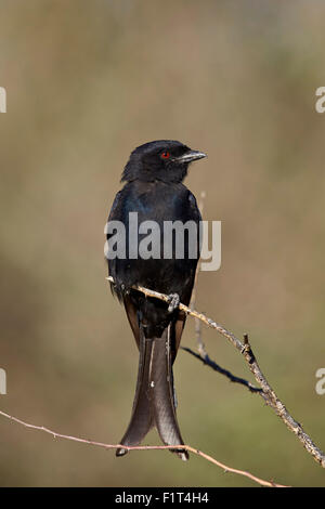 Gabel-tailed Drongo (Dicrurus Adsimilis), Kgalagadi Transfrontier Park, Südafrika Stockfoto