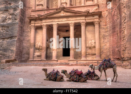 Kamele vor Treasury, Petra, UNESCO World Heritage Site, Jordanien, Naher Osten Stockfoto