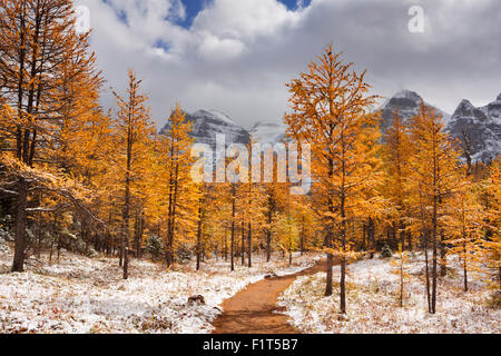 Schöne helle Lärchen im Herbst, mit dem ersten Schnee auf dem Boden abstauben. Fotografiert in Lärche Tal, hoch über Moraine Stockfoto