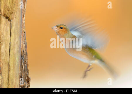 Langlebigkeit, Schwenken, eines fliegenden Gemeinen Chaffinch / Buchfink ( Fringilla coelebs ) flatternd mit seinen Flügeln, Wildtiere, Europa, Deutschland. Stockfoto