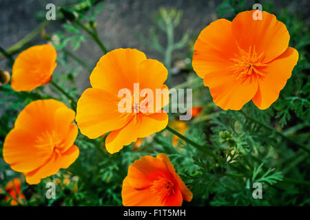 Im Blumenbeet im Garten sind blühen schön hell orange kalifornische Mohn Blumen. Stockfoto