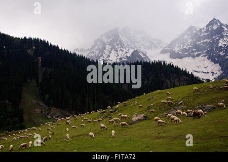 Eine Herde Schafe weiden auf einem Hügel mit grünen Weiden und Schnee gekleideten Berge im Hintergrund bei Sonmarg, Kaschmir, Indien Stockfoto