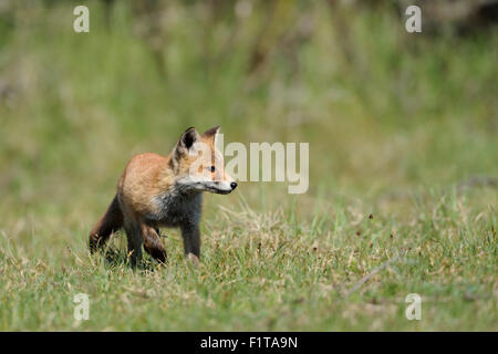 Aufmerksame junge Cub von Red Fox / Rotfuchs (Vulpes Vulpes) auf einer Wiese Erforschung seiner Umwelt. Stockfoto