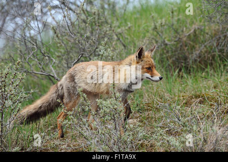 Rotfuchs / Rotfuchs (Vulpes Vulpes) auf der Jagd, auf der Jagd nach Beute im Unterholz. Stockfoto