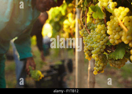 Haufen von Trauben auf Reben im Weinberg mit Weintraube Picker arbeitet im Hintergrund. Stockfoto