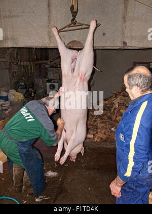 Das Schlachten des Schweins, die traditionelle Art und Weise getan. Asturien. Spanien. Stockfoto