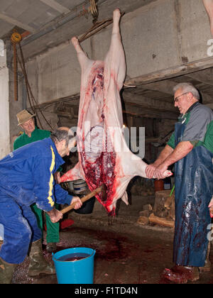 Das Schlachten des Schweins, die traditionelle Art und Weise getan. Asturien. Spanien. Stockfoto