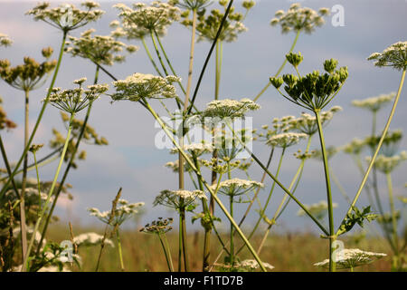 Hecke und Landschaft Wildblumen - gemeinsame Bärenklau eine pflanzliche Blume Jane Ann Butler Fotografie JABP1368 Stockfoto