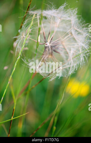 Fallschirm Löwenzahn in eine sanfte Sommerbrise Jane Ann Butler Fotografie JABP1367 Stockfoto