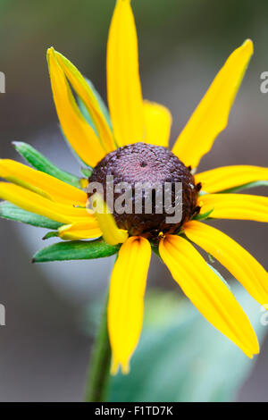 eine einzige Öffnung Sommer Rudbeckia, Sonnenhut oder Black-Eyed Susan Jane Ann Butler Fotografie JABP1358 Stockfoto