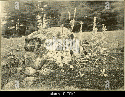 Elementarer Biologie; eine Einführung in die Wissenschaft des Lebens Stockfoto