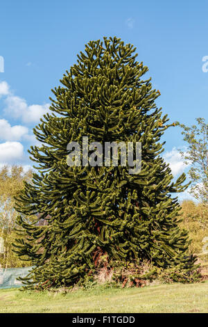 Monkey Puzzle Tree - Araucaria Araucana, Agaonst ein blauer Himmel Stockfoto