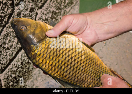 Fischer hält einen gefangen auf einen großen Fisch. Stockfoto