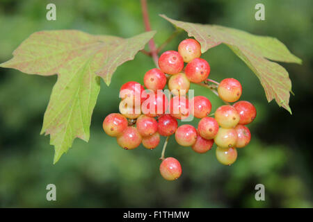 Guelder Rose Früchte Viburnum opulus Stockfoto