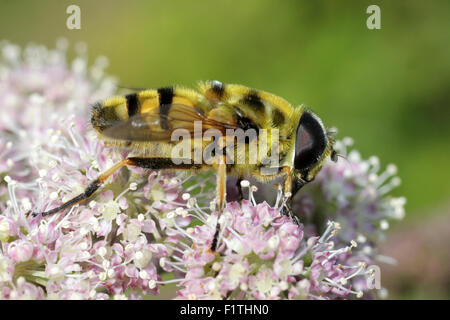 Deathskull Hoverfly Myathropa florea Stockfoto