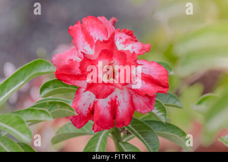 Adenium Obesum Baum, rosa Blume, Wüstenrose Stockfoto