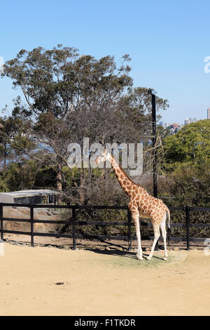 Giraffe im Taronga Zoo in Sydney, Australien. Stockfoto
