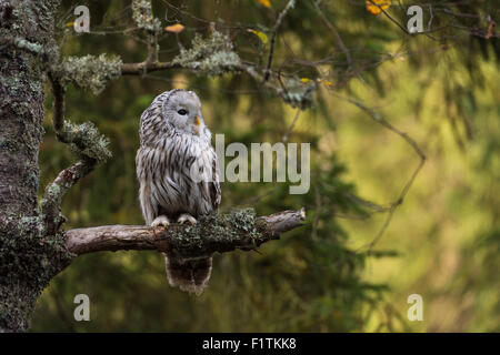 Ural Eulen / Habichtskauz ( Strix uralensis), der in einem alten Baum mit schönen Sonnenscheinfackeln im Hintergrund thront, Tierwelt, Europa. Stockfoto