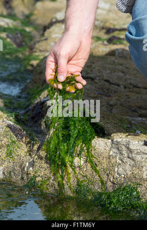 Ulva Intestinalis. Mann Futtersuche Algen / Gutweed an der Küste von Northumberland. UK Stockfoto