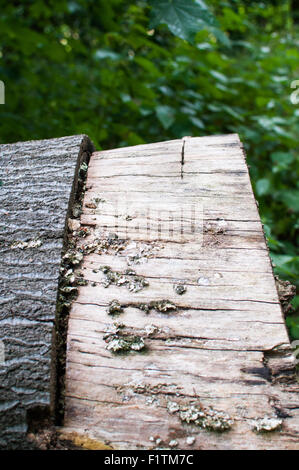 Gefällte Baum mit Rinde und exponierten Holzstruktur Stockfoto