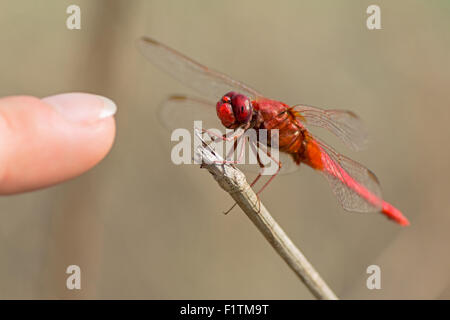 rote Libelle auf Zweig in der Nähe von menschlichen Fingers Stockfoto