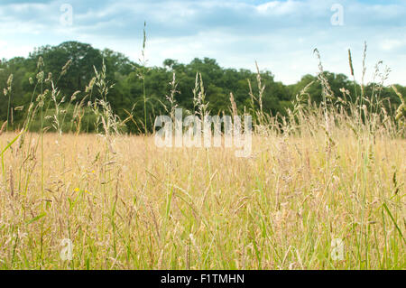 Auf der Suche nach langen Gras auf einer Wiese Stockfoto